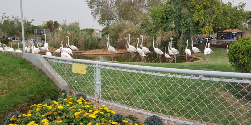 Riyadh-Zoo Image